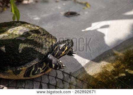 Yellow Bellied Turtle Trachemys Scripta Scripta Swims In A Pond