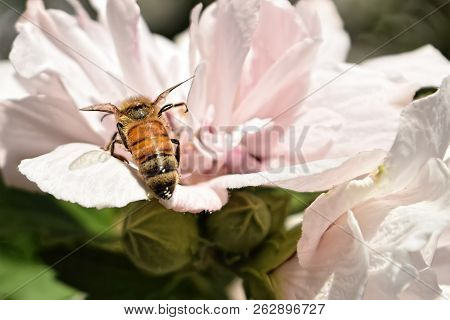 Close-up Of Pink Flowering Plant And A Bee