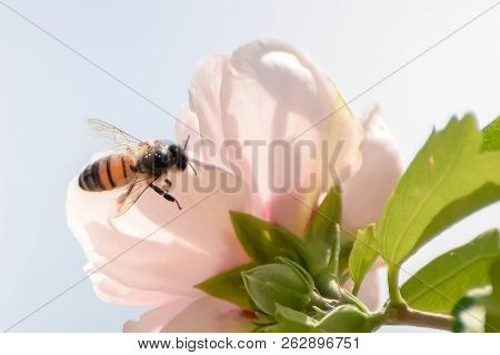 Close-up Of Pink Flowering Plant And A Bee