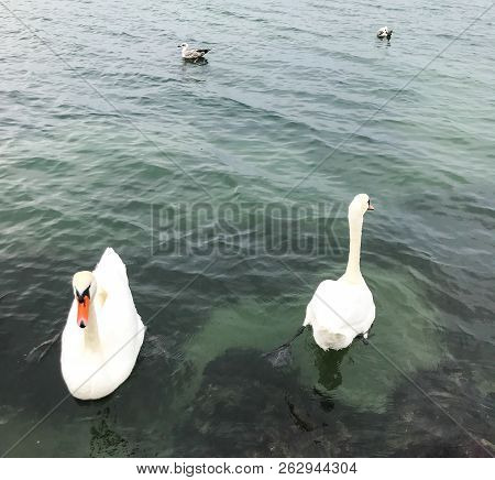 View Of Swans In Calm Water Stock Photos