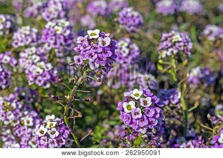 Violeta Alyssum Flowers In A Flowerbed Against Other Flowers
