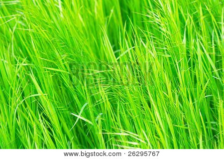 hellen grünen Gras Hintergrund