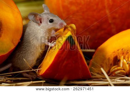 Close-up Gray Mouse Stands  On Its Hind Legs Near Piece Of Red Pumpkin On Wooden Floor In Storehouse