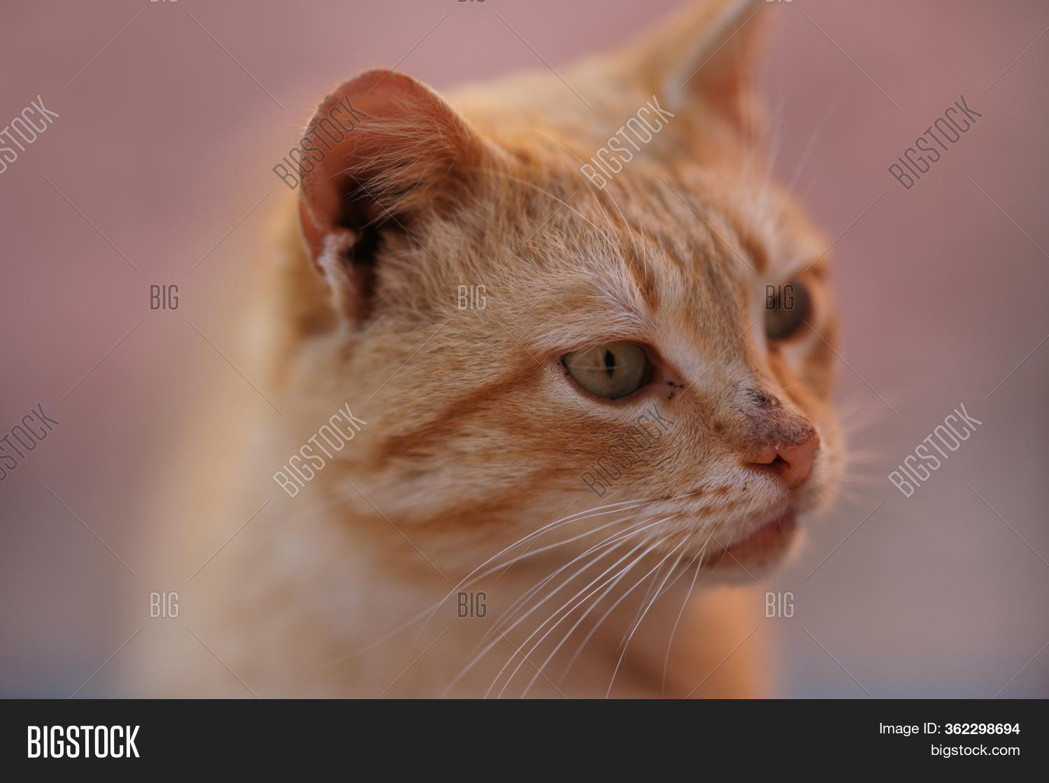 Funny Ginger Cat Image & Photo (Free Trial) Bigstock