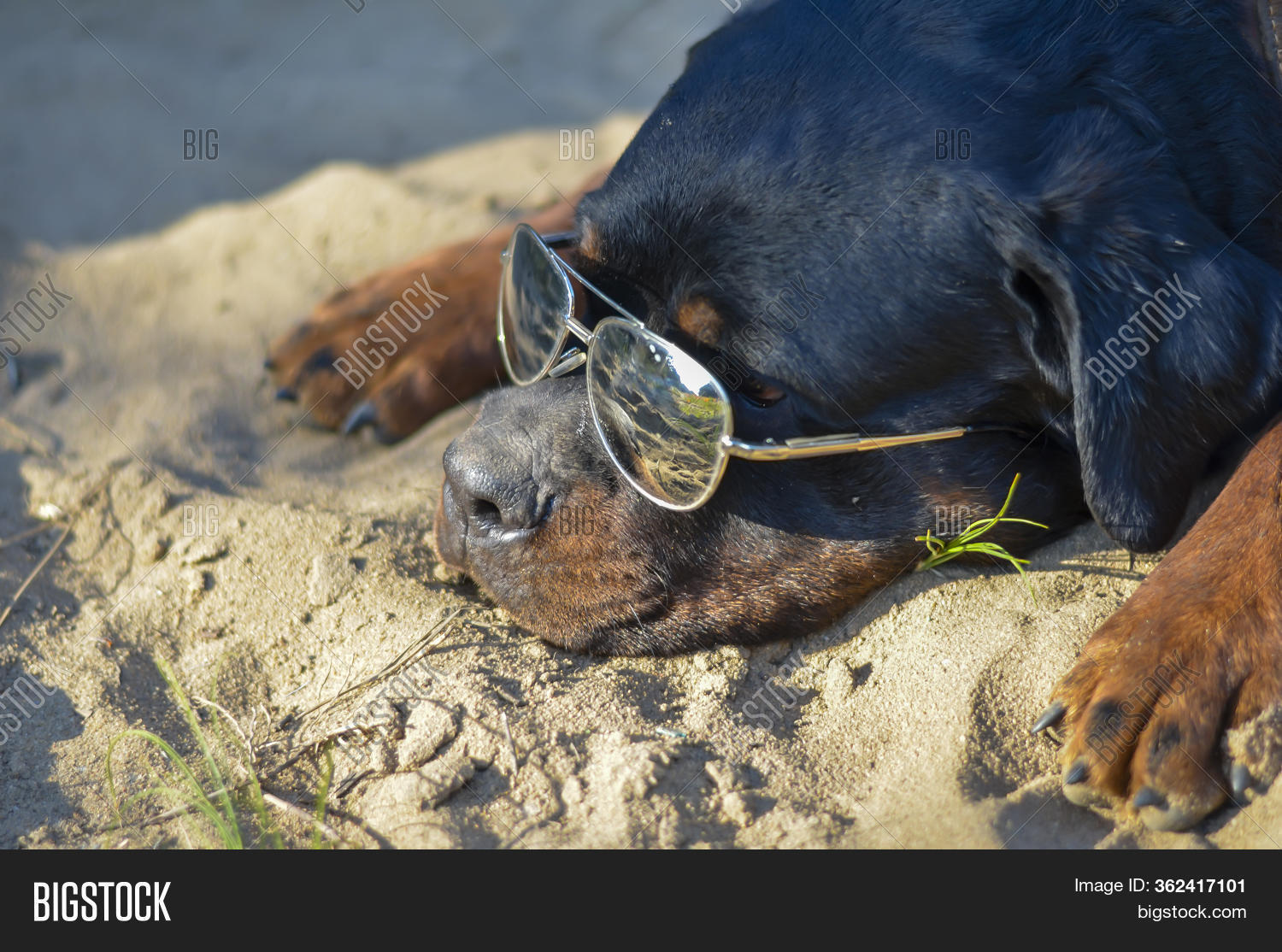 rottweiler sunglasses