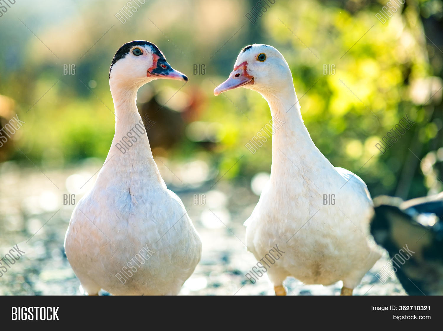 Ducks Feed On Image & Photo (Free Trial) Bigstock