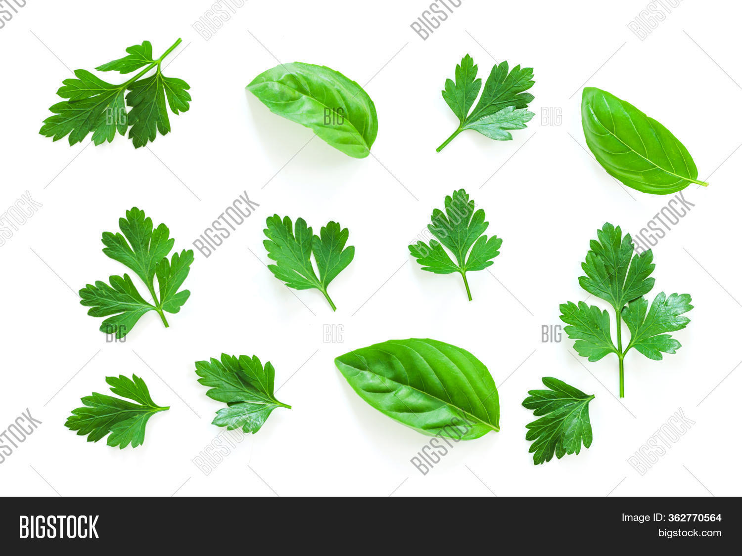 Parsley, Basil Herb Image & Photo (Free Trial) Bigstock