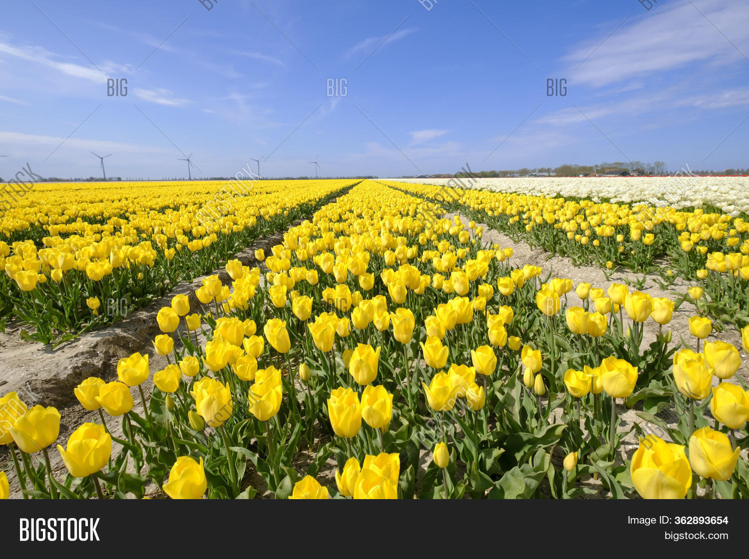 Yellow Tulips Field Image & Photo (Free Trial) | Bigstock