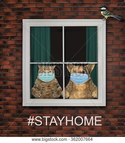 The Beige Cat And The Dog In A Surgical Protective Face Masks Are Looking Through The Window At Home