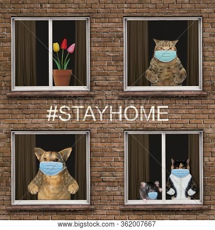 The Cats, The Black Rat And The Dog In A Surgical Protective Face Masks Are Looking Through The Wind