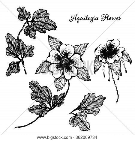 Collection Of Vector Detailed Black Hand Drawn Sketch Aquilegia Flowers Illustration. Beautiful Flor