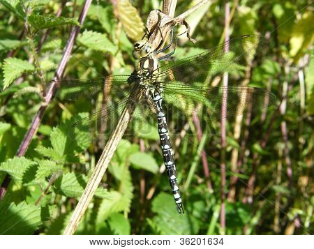 Fælles Hawker Dragonfly