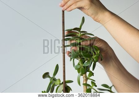 Woman Hands Holding Crassula Ovata Branch And Stick To Support Plant And Do Not Fall Down On White B