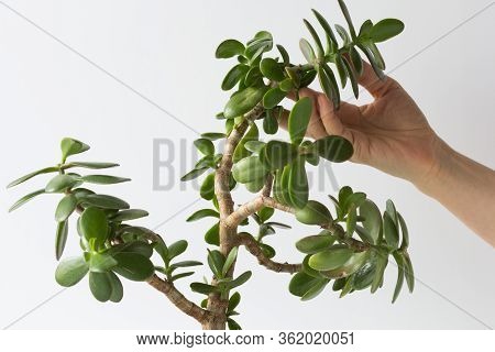 Woman Hand Holding Branch Of Crassula Ovata Bent Down Of Growth And Softness On White Background