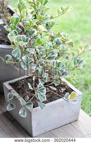 Ficus Deltoidea Jack F Variegata, Mistletoe Fig Or Mistletoe Rubber Plant