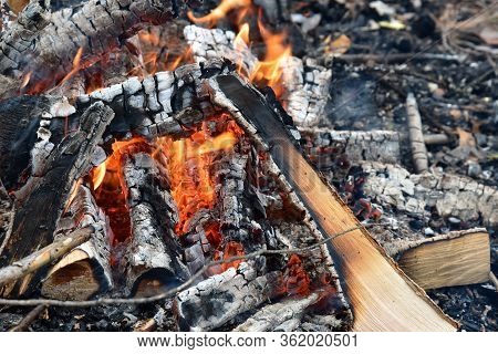 Bonfire In The Forest. Tongues Of Red Flame Lick Burnt Branches