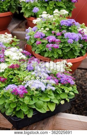 Ageratum, Mixed Ageratum, Mixed Color Pot Plants In The Black Tray.