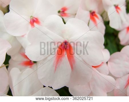 Pink Impatiens, Busy Lizzie, Scientific Name Impatiens Walleriana Flowers Also Called Balsam, Flower