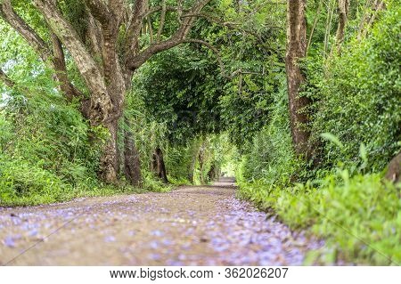 The Long Way Of Road Beside Big Green Trees Like Tree Tunnel Way. Tanzania, Africa.
