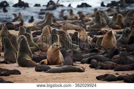 Great Colony Of Cape Fur Seals (arctocephalus Pusillus) Fur At Cape Cross In Namibia