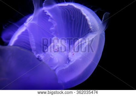 Macro, Portrait Of A Jellyfish In Magical Light