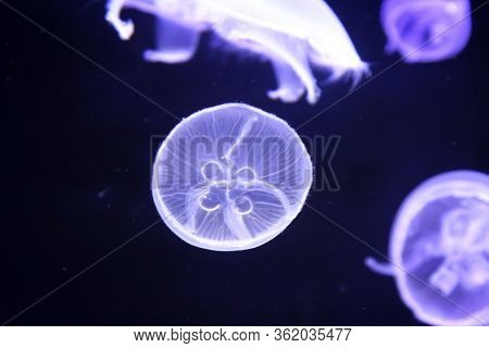 Macro, Portrait Of A Jellyfish In Magical Light