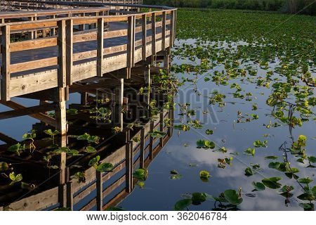 Walkway And Lilly Pads Reflecting The Morning Clouds