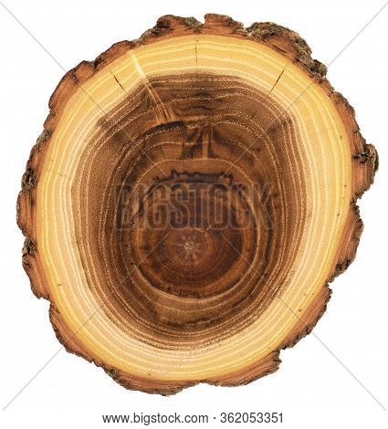 Wood Slab Wuth Unusual Texture. Detailed Acacia Wood Cross Section With Growth Rings, Cracks And Bar