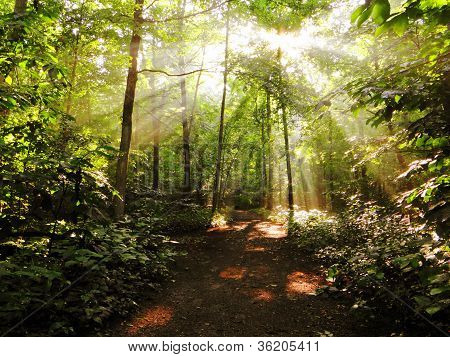 Sunlit Forest Trail