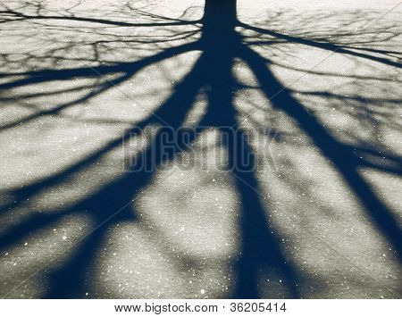 Tree Shadow in Sparkling Snow