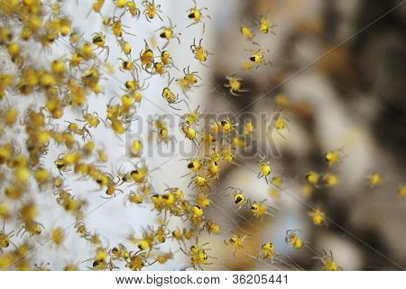 Yellow Spider Hatchlings