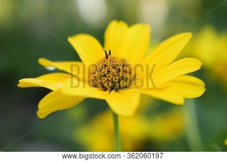 Yellow Flowers. Blooming Flowers In The Garden. Heliopsis. Sunflower Family. Yellow Daisy Flowers. C