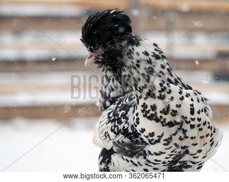 An Unusual Rare Breed Of Chicken Pavlovskaya Silver Walks In The Snow