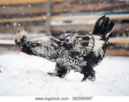 An Unusual Rare Breed Of Chicken Pavlovskaya Silver Walks In The Snow