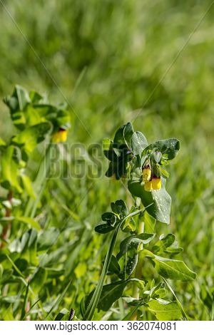 Plant (cerinthe Major) With Yellow Flowers Growing In A Mountain Meadow Close-up On A Sunny, Spring 