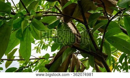 Close Up View Of Unripe Young Soursop On The Tree At The Garden.