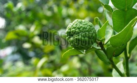 Close Up View Of Kaffir Lime Or Limau Purut On The Tree At The Garden.