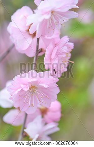 Sweet Pink Flowers Blooming Louiseania Triloba, Prunus Triloba, Amygdalus Triloba In The Spring Gard
