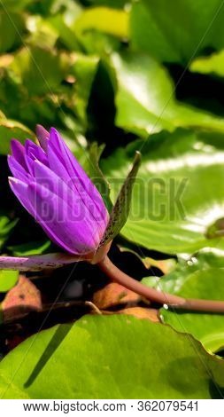 Purple Lilies Are Blooming In A Pond. Blooming Lotus Flower In Summer Pond With Green Leaves As Back