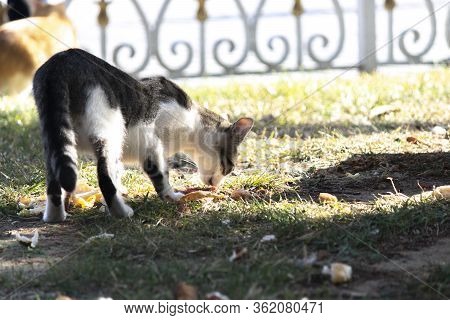 Stray Cat In Black And White Grass. He Eats Food Left On The Grass.