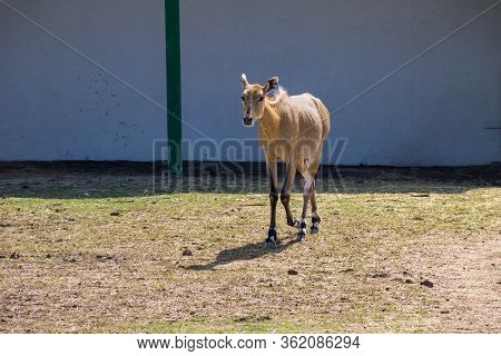Antelope Nilgai Or Blue Bull (boselaphus Tragocamelus)