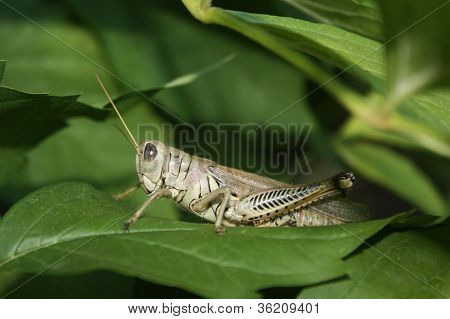 Hidden Grassphopper