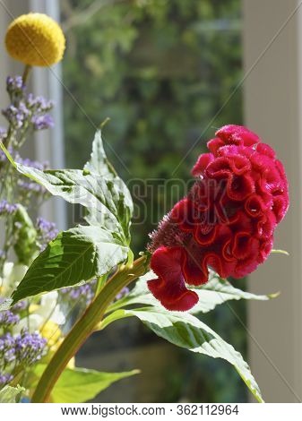 Red Cockscomb Flower In Front Of A Window With Refelctions, Various Other Flowers In The Background,