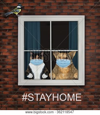The Multi Colored Cat And The Beige Dog In A Surgical Protective Face Masks Are Looking Through The 
