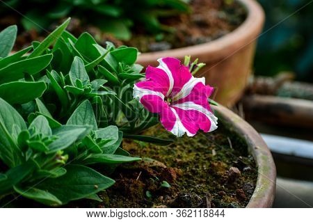Petunias Are One Of The Most Popular Flowers. Petunia Is Genus Of 20 Species Of Flowering Plants Of 