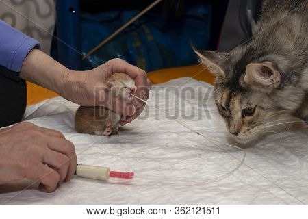 Artificial Feeding Of A Newborn Kitten Using A Gastric Tube. A Safe Way To First Feed Kittens. A Wom