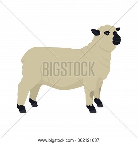 Hampshire Sheep Breeds Of Domestic Animals Flat Vector Illustration Isolated Object On White Backgro