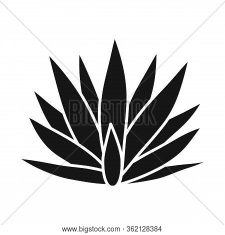Isolated Object Of Agave And Tequila Logo. Graphic Of Agave And Blue Stock Symbol For Web.
