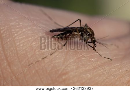 Close-up Of Blood-sucking Mosquitoes, Peddler Of Malaria, Parasitic Insect.