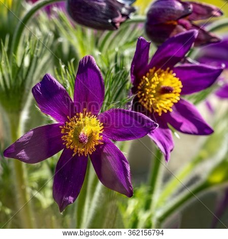 Deatailed Macro Close Up Of Two Purple Pasqueflowers (pulsatilla)